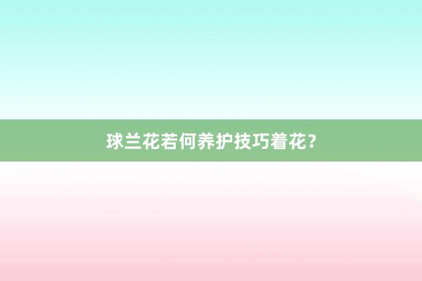 球兰花若何养护技巧着花？