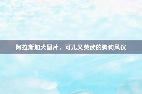 阿拉斯加犬图片，可儿又英武的狗狗风仪